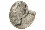 Tractor Ammonite (Douvilleiceras) Fossil - Monster Specimen! #207432-6